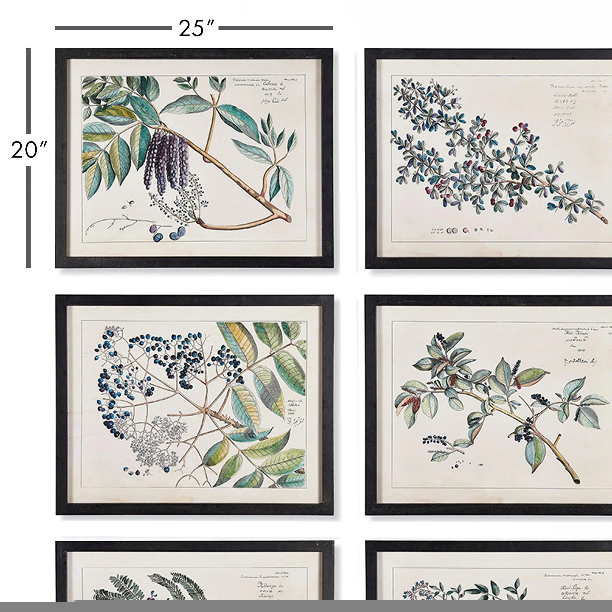 Berry Branch Botanical Study, Set Of 6