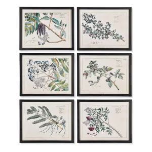 Berry Branch Botanical Study, Set Of 6