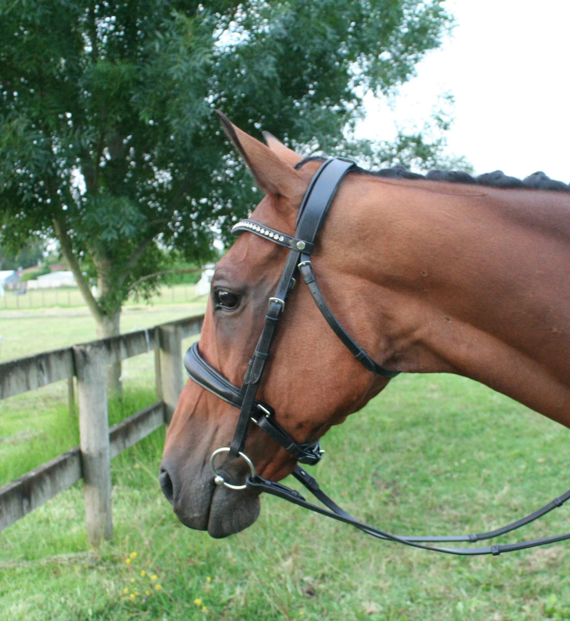 Equiline Swarovski Dressage Bridle BD602