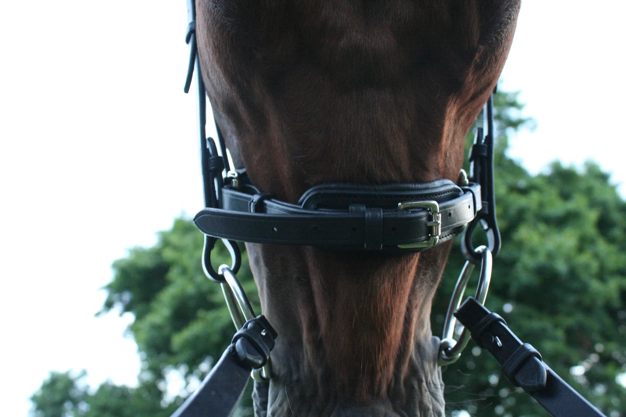 Equiline Swarovski Dressage Bridle BD602