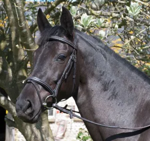 Rhinegold Elegance Stitched Flash Bridle
