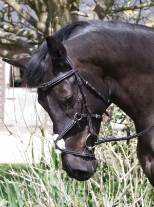 Rhinegold Elegance Stitched Mexican Bridle
